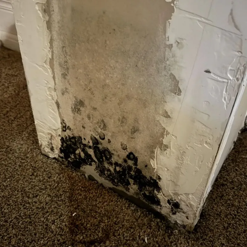 Professional Mold Removal in Douglas County, IL